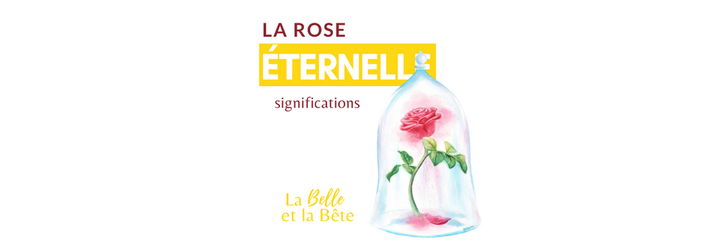 Tous les secrets de la Rose de la Belle et la Bête : significations et symbolique
