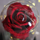 Rose Éternelle XL sous Cloche Rouge