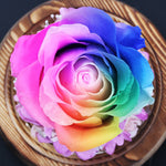 Rose Naturelle Stabilisée sous Cloche Multicouleur